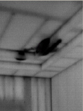 black white infrared energy leak audit